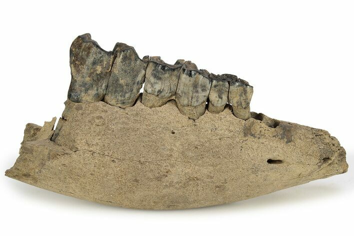 Fossil Woolly Rhino (Coelodonta) Jaw Section - Siberia #225190
